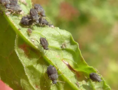 Dock Aphid - photo 5