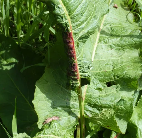 Dock Aphid - photo 6