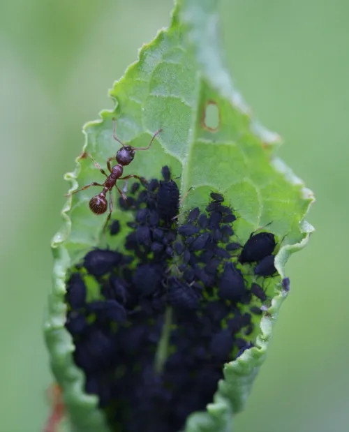 Dock Aphid - photo 7