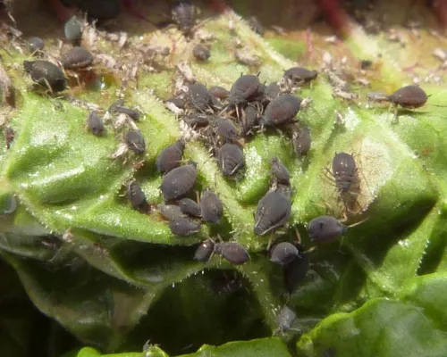 Dock Aphid - photo 8