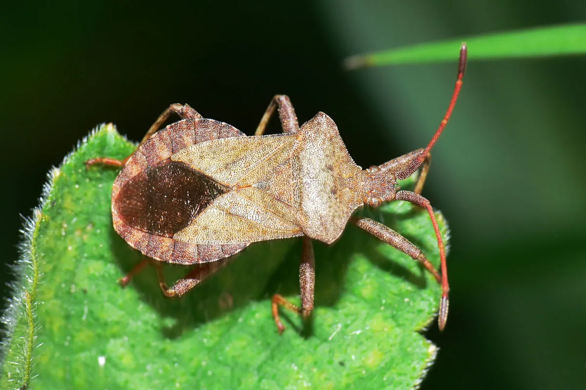 Dock Bug - photo 3