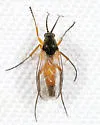 Docosia dichroa - photo 2