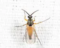 Docosia walpurga