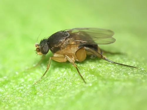 Dohrniphora cornuta