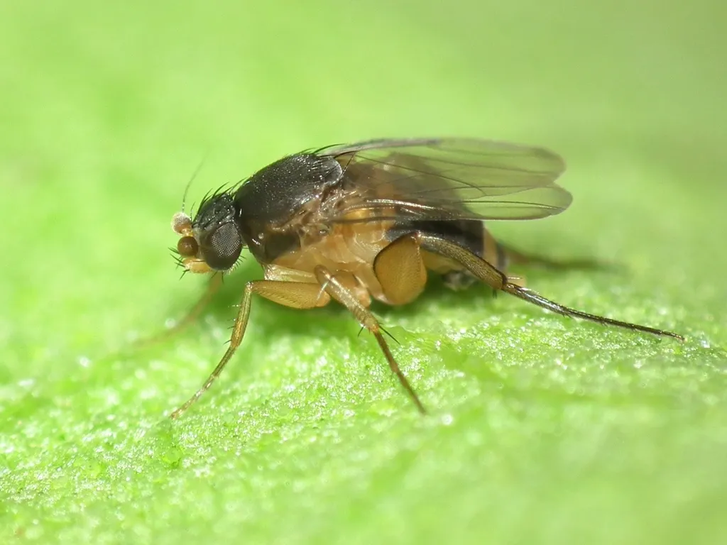 Dohrniphora cornuta - photo 2
