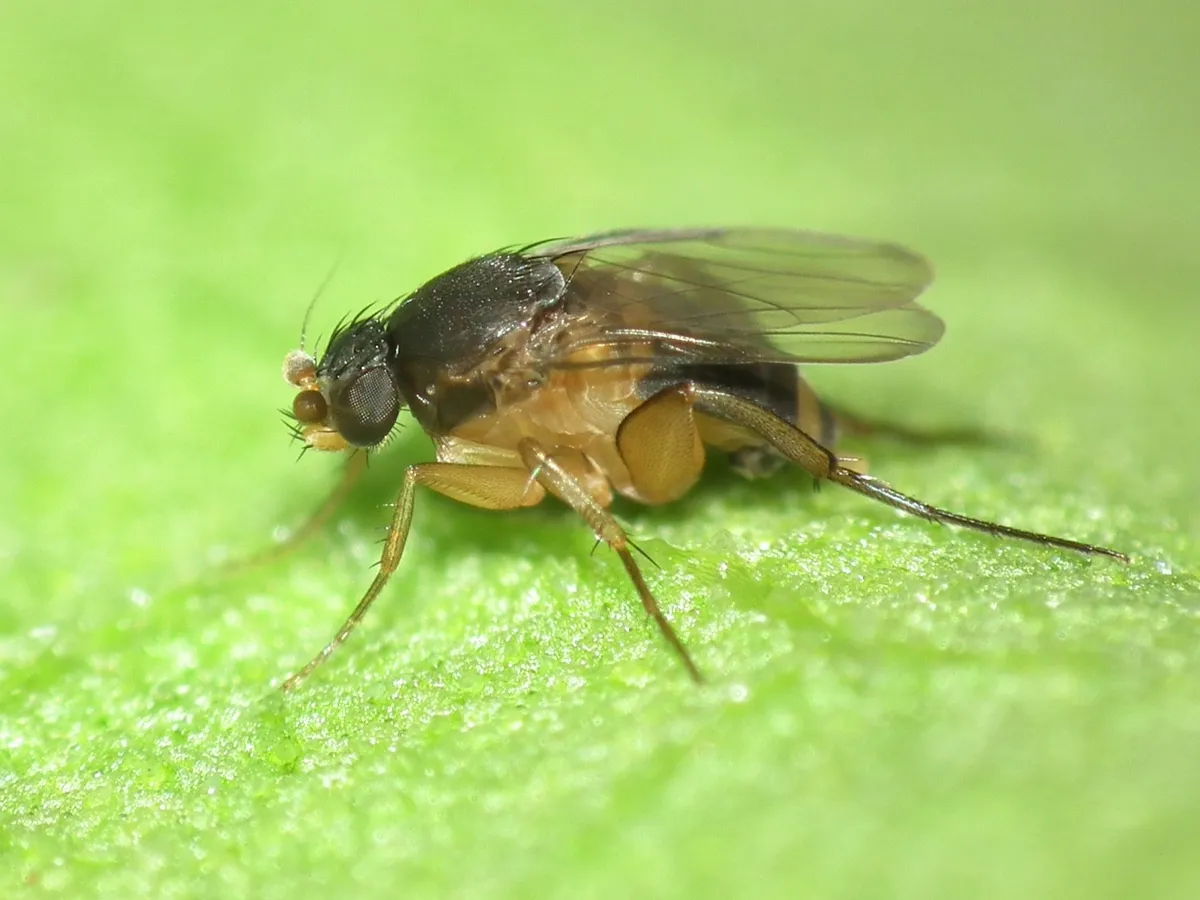 Dohrniphora cornuta - photo 3