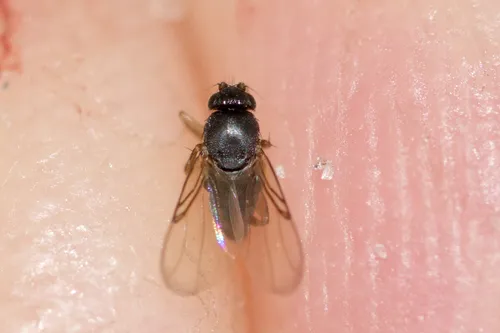 Dohrniphora incisuralis