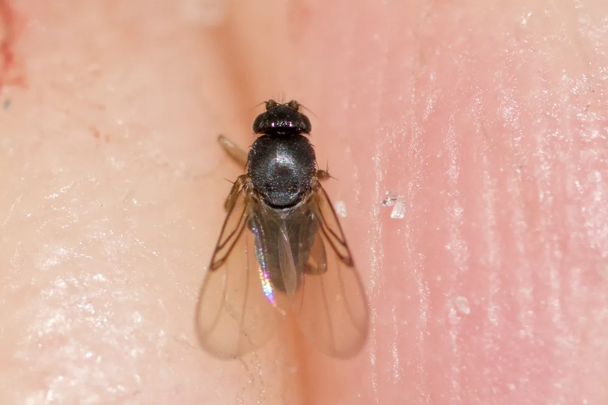 Dohrniphora incisuralis - photo 2