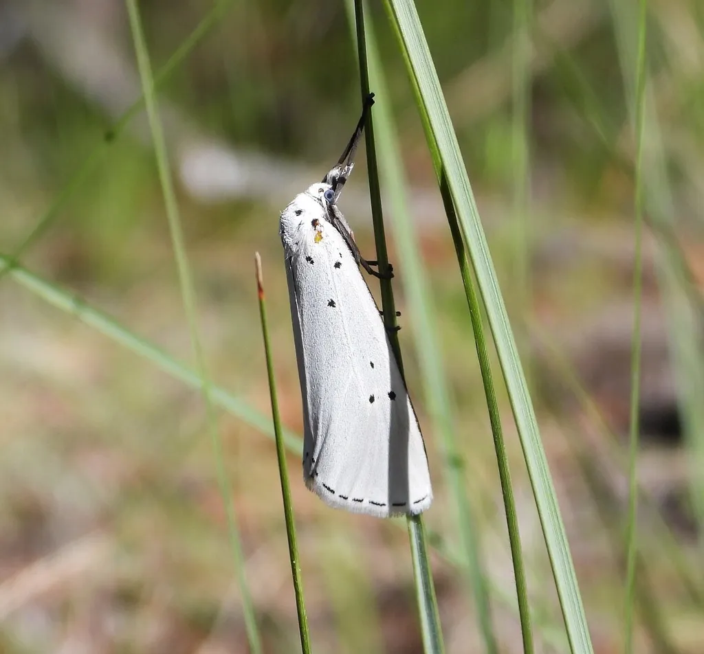 Doidae - photo 3
