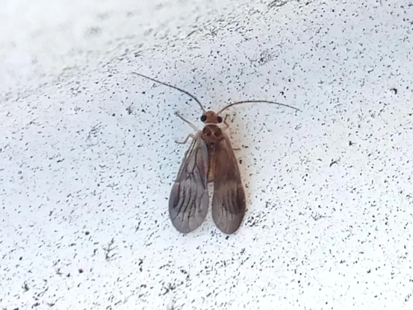 Dolabellopsocidae - Dolabellopsocidae