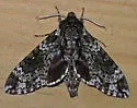 Pawpaw Sphinx - Hodges#7784