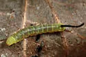 Pawpaw Sphinx - Hodges#7784 - photo 3