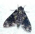 Pawpaw Sphinx - Hodges#7784 - photo 4
