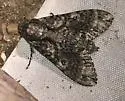 Hartweg's Sphinx - Hodges#7785