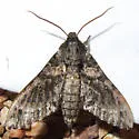 Hartweg's Sphinx - Hodges#7785 - photo 4