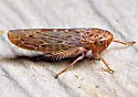 Doleranus longulus - photo 3