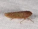 Doleranus longulus - photo 4