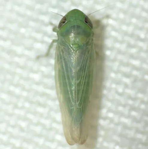 Doleranus lucidus