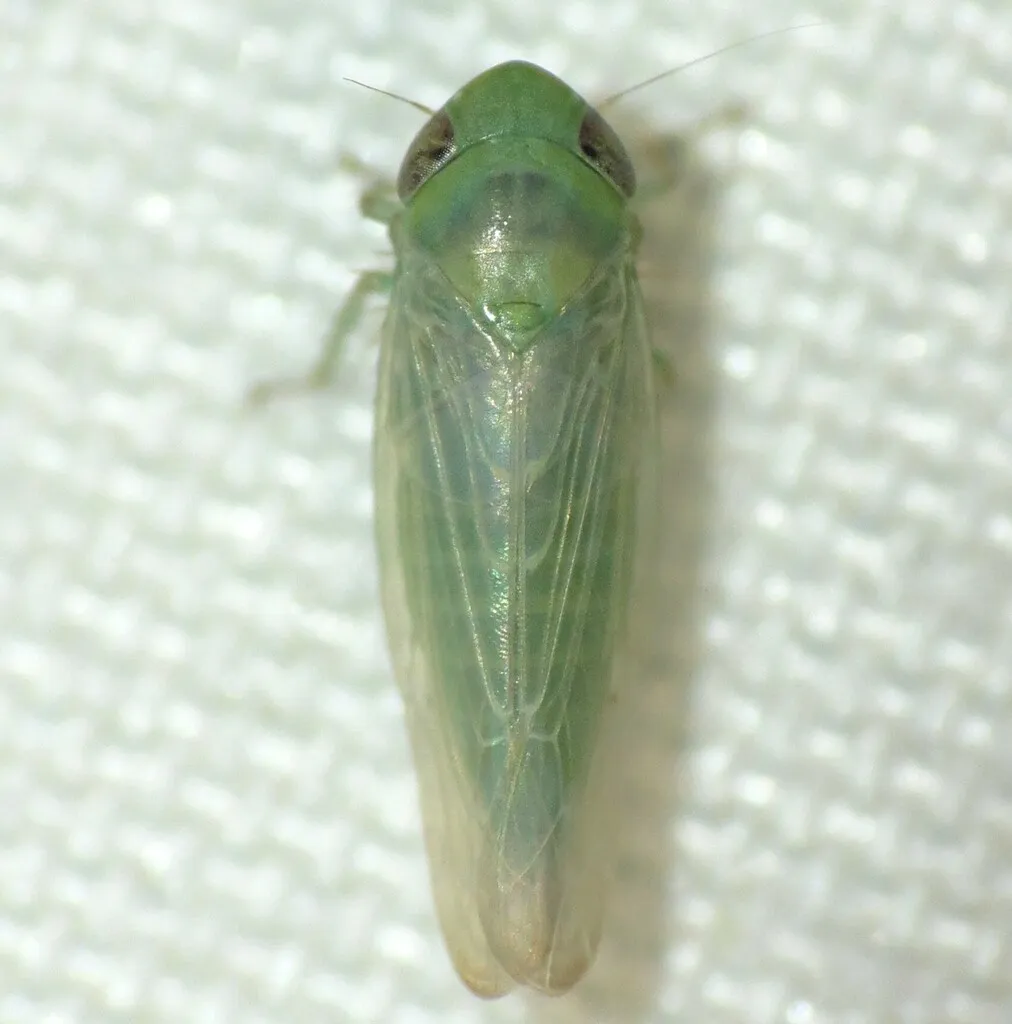 Doleranus lucidus - photo 2