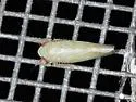 Doleranus vividus - photo 2