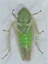 Doleranus vividus - photo 4