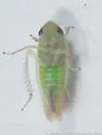 Doleranus vividus - photo 5