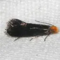 Doleromorpha porphyria - Hodges#0276