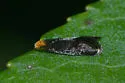 Doleromorpha porphyria - Hodges#0276 - photo 3