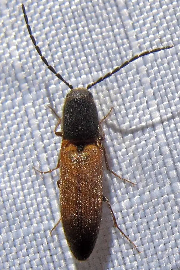 Dolerosomus silaceus - photo 2