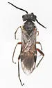 Dolerus apricus
