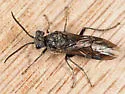 Dolerus aprilis