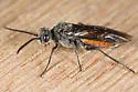 Dolerus aprilis - photo 2
