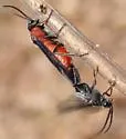 Dolerus neoagcistus