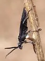 Dolerus neoagcistus - photo 2