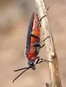 Dolerus neoagcistus - photo 4