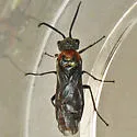 Dolerus neoagcistus - photo 5