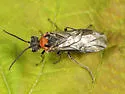 Dolerus neocollaris
