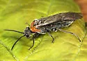 Dolerus neocollaris - photo 2