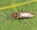 Dolerus neocollaris - photo 3