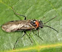 Dolerus neocollaris - photo 4