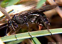 Dolerus nitens