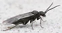 Dolerus nitens - photo 2