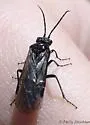 Dolerus nitens - photo 4