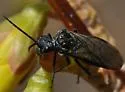 Dolerus nitens - photo 5
