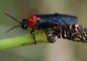 Dolerus tejoniensis