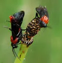 Dolerus tejoniensis - photo 2