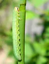 Dolerus tejoniensis - photo 3