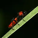 Dolerus tejoniensis - photo 4