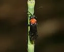 Dolerus tejoniensis - photo 5