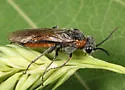 Dolerus tibialis